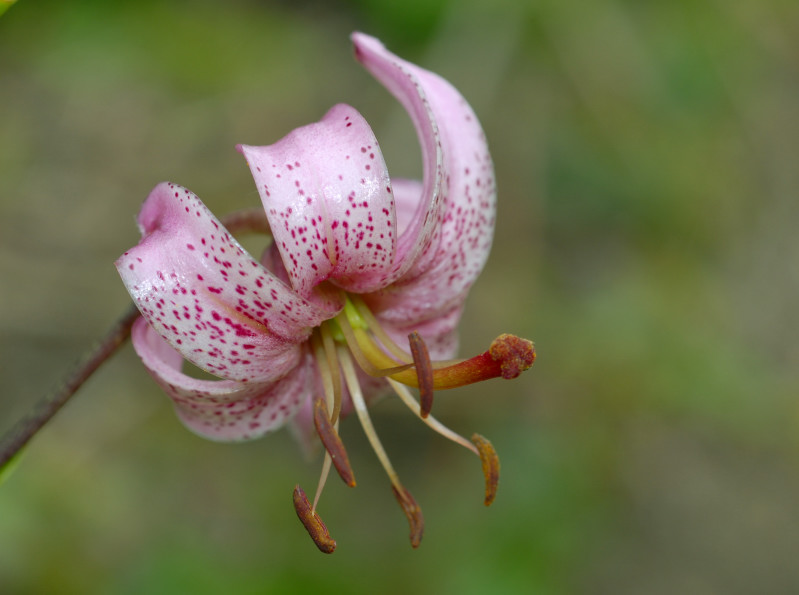 Omaggio al Lilium martagon